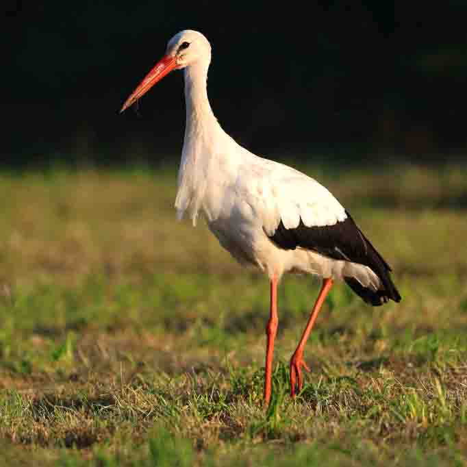 Werioßstorch SCHÜTTER